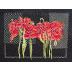 Cross-stitch kits Poppies