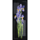 Cross-stitch kits Japanese irises