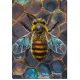 Main Bead Embroidery Kit Honey motif