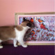 Main Bead Embroidery Kit Bullfinches