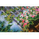 Main Bead Embroidery Kit Garden