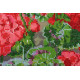 Main Bead Embroidery Kit Crane's bill