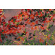 Main Bead Embroidery Kit Autumn scenes-1