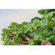 Main Bead Embroidery Kit Genealogical tree
