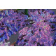 Main Bead Embroidery Kit Wisteria