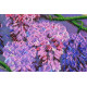 Main Bead Embroidery Kit Wisteria