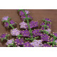 Creative Kit/String Art Lavender