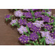 Creative Kit/String Art Lavender