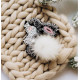 Decoration Bunny