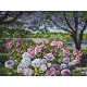 Cross-stitch kits Garden peonies