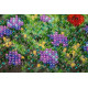 Mini Bead embroidery kit Wild field