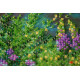 Mini Bead embroidery kit Wild field