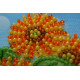 Magnets Bead embroidery kit Sunflowers and Rainbow